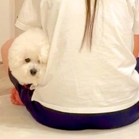 『たすけて…』犬がイタズラしまくった結果…飼い主による『まさかの対処法』が24万再生「ヘッドロックで草」「演技してるのジワるｗ」と爆笑