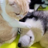 病気のシベリアンハスキーを『子猫が3日間看病した』結果…まさかの奇跡が66万再生の反響「なんて優しい世界なの」「シッポ充電」と絶賛