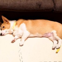 ご飯を全く食べない犬に、飼い主がとった行動…まさかの『衝撃的な方法』が128万表示「気持ちわかるｗ」「本気で悩むよね」共感の声も