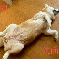 犬が家の中で寝ていると思ったら…まさかの『最も邪魔な場所』で爆睡する姿に共感「うちも同じ」「許すとこまで全部一緒ｗ」と1万9000いいね