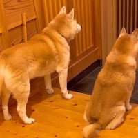 お父さんが帰ってきたら、犬と猫による『熱烈歓迎』が…まさかの反応が37万再生「おもちゃ持ってくるの可愛すぎる」「猫の対応ｗ」と大絶賛