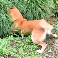 犬がお庭を探索中、草むらの中がどうしても気になってしまった結果…想像以上の謎行動が36万再生「たまらん」「ためて動くの好きｗ」と爆笑