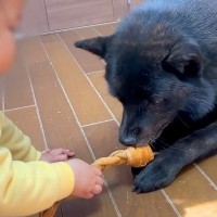 犬が『赤ちゃんにおもちゃを取られそうになった』結果…予想外の『意外な反応』が57万4000再生「優しい光景」「情が厚くて可愛い」