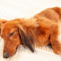 犬が『体調不良』を訴えているときにするサイン5つ　元気が出ないときにしがちな行動とは？