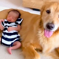 赤ちゃんが『大型犬に寄りかかり寝ちゃった』結果…尊すぎる光景がたまらないと165万再生「優しく見守るの最高」「寝顔が心地よさそう」と絶賛