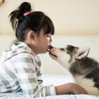 犬が『ペロペロ舐める』行動の意味とは？舐めてほしくないときにやめさせる方法まで