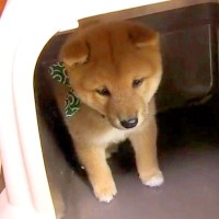 人見知りな赤ちゃん犬が『初めて会った人』に見せた反応…警戒レベルMAXな姿が尊いと5万再生「ちっちゃくて可愛すぎる」「こわくないよ」