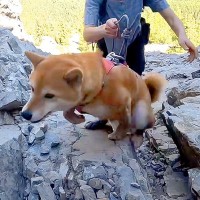 犬との登山で『岩壁を登った』結果…人間顔負けな『衝撃の姿』がカッコよすぎると10万再生「私よりたくましい」「すごすぎる」と賞賛の声