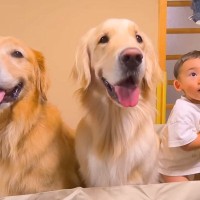 『1歳の赤ちゃんと2匹の大型犬』が一緒にカートに乗った結果…幸せすぎる『3兄弟の笑顔』に悶絶「保育園児みたい」「癒される」と12万再生