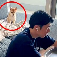 夫が『Zoom会議』をしていたら、子犬が…お行儀がよすぎる『まさかの姿』が28万再生「可愛いｗｗ」「良い会議になるだろうな」と大絶賛