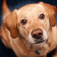 犬が飼い主をずっと見つめる心理３つ　アイコンタクトをとるべき？目を離さない理由まで