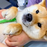 犬を病院で検査したら、恐怖のあまりに…まさかの『衝撃的な出来事』が78万再生「悲鳴交じりで切ない…」「頑張ってほんとにエライね」の声