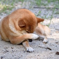 犬が『顔を前足で隠す』5つの理由　可愛いけれど放っておいても大丈夫？