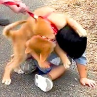 2歳の男の子が『子犬のお散歩』をしていたら…想像以上に『もみくちゃにされる光景』が197万再生「愛情の倍返しで草」「怒り方可愛すぎるｗ」