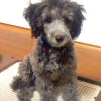 『白黒の毛色を持つ犬』を飼って1年が経った結果…想像と違いすぎる『別犬になる姿』に驚きと絶賛の声「こんなに変わるとは」「可愛すぎ」