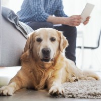 愛犬が飼い主に興味がない時に見せる5つの仕草　その心理から飼い主が意識するべき距離感まで