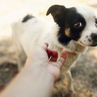 犬を撫でようすると逃げられてしまう理由とは　知っておくべき適切なスキンシップの方法を解説