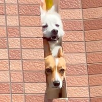 犬たちが毎日している『飼い主のお見送り』…とんでもなく尊い『いってらっしゃい』に悶絶の声「可愛すぎて仕事行けません」「即帰宅案件」