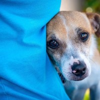 犬がしている『寂しいサイン』に気付いてあげて！飼い主に伝えている５つの仕草や行動とは？