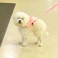 犬とお店に入ったらドアの前で…口パクで伝えてきた『まさかの訴え』が129万再生「クセが強すぎるｗ」「一生懸命な動きが可愛い」と爆笑