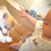 1歳の赤ちゃんが『子犬のお世話をどうしてもしたかった』結果…平和すぎる『尊い光景』が6万再生「かわいいが大渋滞」「幸せな気持ちになる」