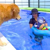 赤ちゃんが『初めての浮き輪』に挑戦した結果…心配した大型犬の『見守り行動』が10万再生「頼もしいお兄ちゃん」「安心して遊べる」と絶賛