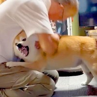 ブチギレている犬を抱っこしたい飼い主…まさかの対処法と可愛すぎる結末が67万2000再生「どーゆー感情？ｗ」「抱かれに行ってて草」と爆笑