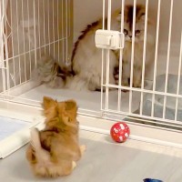 赤ちゃん犬が『猫にお部屋を取られてブチギレてる』と思ったら…2ヶ月後に見せた『まさかの光景』が216万再生「癒しの極み」「可愛すぎ」