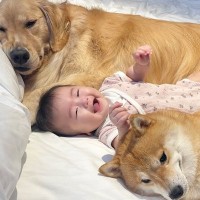 赤ちゃんと犬たちを連れて旅行に行ったら…お風呂あがりに見せた『まさかの姿』が愛おしすぎると75万再生「川の字かわいすぎ」「天使の寝顔」