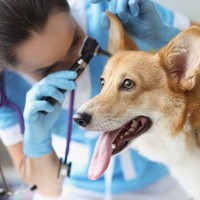 犬の『外耳炎に』ついて｜原因からお手入れ方法まで獣医が解説