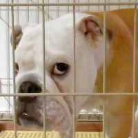 『やっちゃった…』犬が布団でおしっこしてしまった結果…想像以上の『大反省する姿』が62万再生「哀愁漂ってる」「人間みたいな落ち込み方」