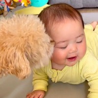 赤ちゃんが生まれたら、犬たちが…突然の妹誕生で見せた反応に思わず涙が出ると303万再生「なんか泣けた」「とんでもなく可愛い…」と絶賛