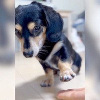 犬にお手をさせたら…まさかのスロー再生のような『世界一やさしいお手』が439万再生「めちゃ可愛いｗｗ」「全神経集中させてて草」と爆笑