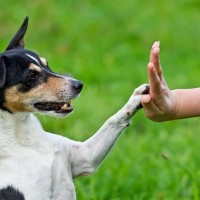 犬が『片足を浮かせる』理由4つ　すぐに治療が必要な危険な状態とは？