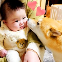 1週間ぶりに赤ちゃんが家に帰ってきた結果、犬が…想像の上をいく『感情大爆発の再会』が79万再生「ドタバタすぎて草」「ウルっときた」と絶賛