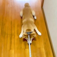 犬を散歩後に拭こうとしただけなのに…まさかの『嫌すぎて見せた行動』が面白いと182万再生　なすがまま"拭き掃除"をする姿が話題に