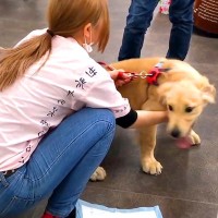 子犬が『女性店員さんに恋をした』結果…想像以上の『熱烈な愛情表現』が67万再生「犬は世話をしてくれた人を覚える」「愛されてたのがわかる」