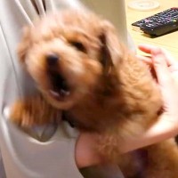 いつもは温厚な犬が『激怒する相手』とは…？まさか過ぎる『天敵』にブチギレる光景が面白いと79万再生「うちも同じ」「荒ぶってて可愛いｗ」