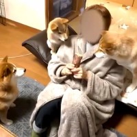 焼き芋を食べようとしただけなのに…まさかの『柴犬ギャング』に囲まれる光景が123万再生「相手はカツアゲのプロｗ」「圧すごくて草」と爆笑