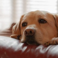 犬の『認知症』とは？病気が進行する5つの生活習慣や治療法についても解説