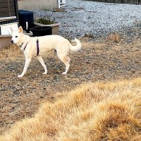 犬が『庭の同じ場所でトイレをし続けた』結果…まさかの『衝撃的な変化』が6万いいね「豊穣の女神だったか」「枯れないのすごすぎ」と驚きの声