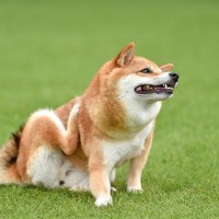 犬の食物アレルギーで表れる3つの症状とは　知っておくべき注意点から対処法まで解説