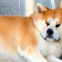 『どうしてそんなところで…？』まさかの場所を占拠する秋田犬の姿に5万9000いいねの反響「計測してるのかな？」「めり込んでて草」と爆笑