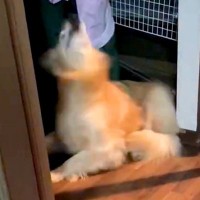 大型犬が玄関で爆睡中『大好きなお姉ちゃん』が帰宅した結果…まさかの反応が138万表示「最高の喜び方ｗ」「腰抜けてて草」絶賛と爆笑の声