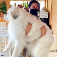 体重計に『40キロ超えの超大型犬』を乗せようとした結果…まさかの『命懸けすぎる光景』が7万再生「ほんとに命かけてて草」「ヘルニアがｗ」