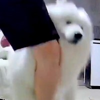 大型犬の前で『変なダンス』を踊ったら…全力で止めようとする『シュールな光景』が面白いと109万表示「心配してて草」「可愛すぎるｗ」