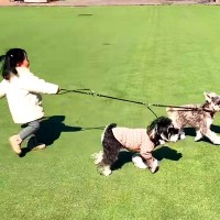 1歳の女の子が犬の散歩に挑戦した結果…完全に逆になってしまう光景が7万再生「お散歩されてる感がたまらん」「なんだ、ただの天使か」と悶絶