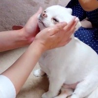 犬が『ママと1日ぶり再会を果たした』結果…予想外のリアクションが『残念過ぎる』と22万再生「思った以上に塩対応で草」「冷静ｗｗ」と爆笑