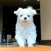 いつもより帰りが遅くなってしまった結果、犬が…まさかの『ブチギレる姿』が3万7000再生「怒り顔もかわいいｗ」「寂しかったんだよね」