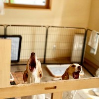 犬が『地震の前』にみせる異常行動4選　揺れが起きる前、愛犬は何を感じているの？